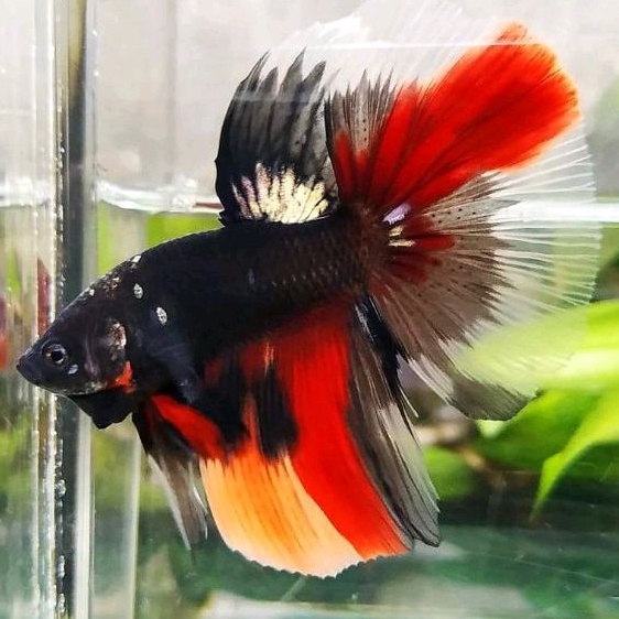 cupang halfmoon avatar nemo