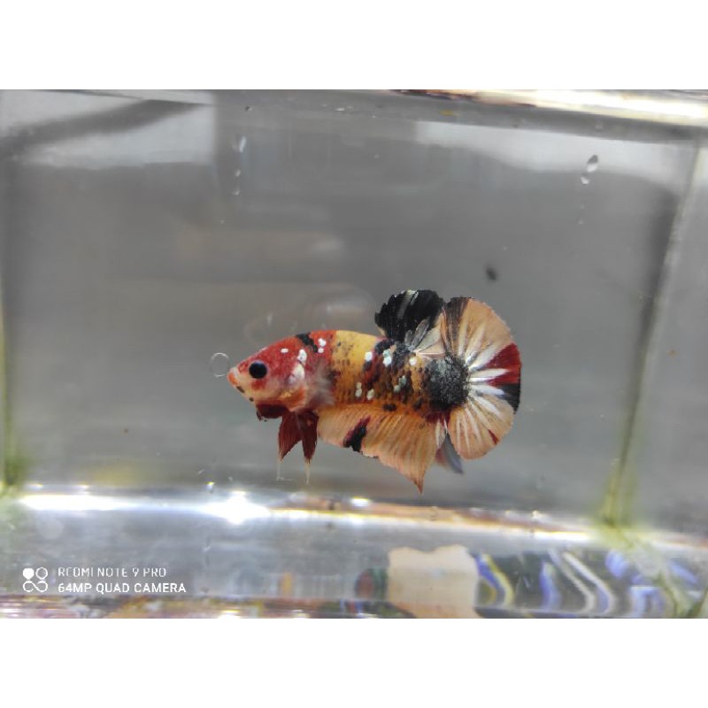 Cupang koi nemo yellow base copper gold