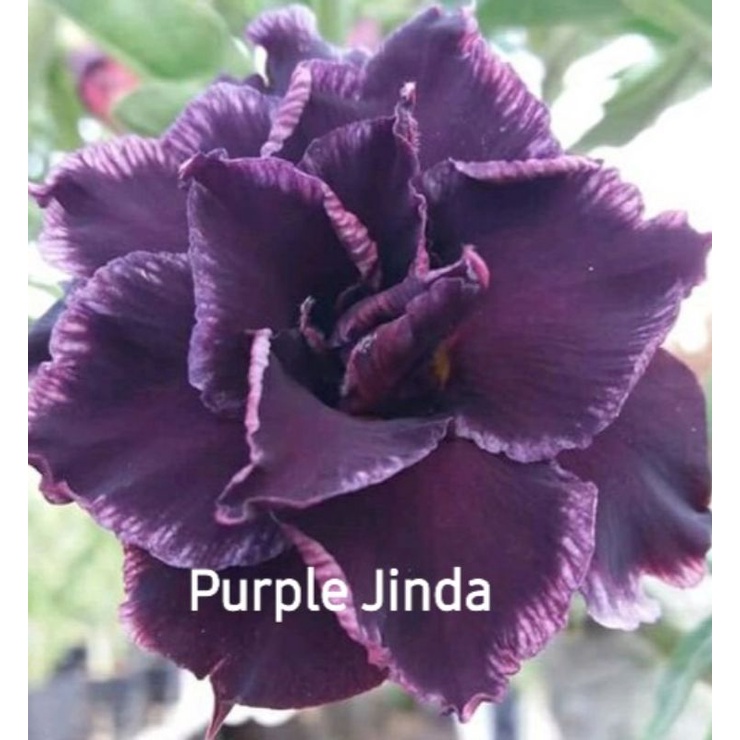 ADENIUM GRAFTING BUNGA TUMPUK / KAMBOJA JEPANG