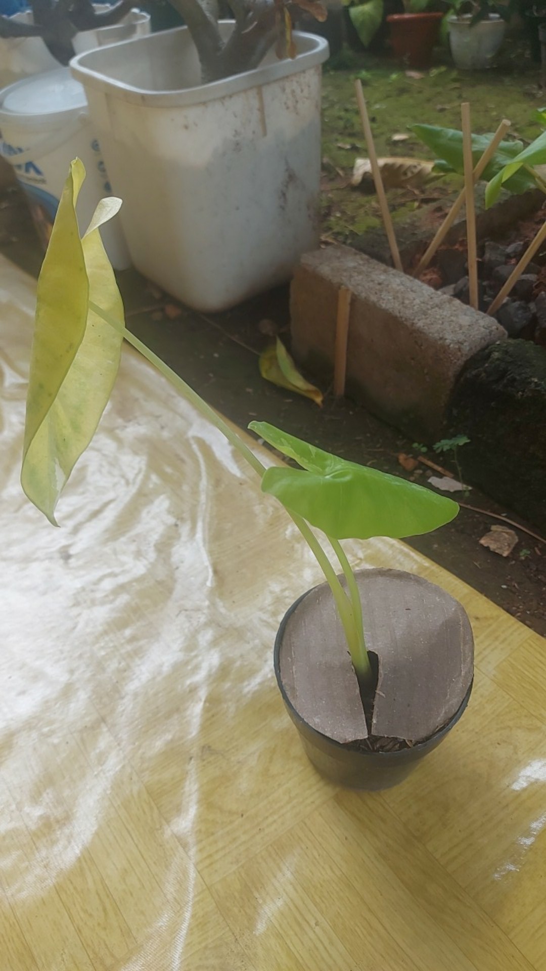 Tanaman Hias Aglenoma