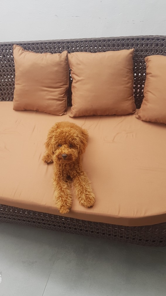 ⏩ #free Ongkir‼️#sofaoval #sofaoutdoor #sintetis #mewah #rotan #rotansintetis