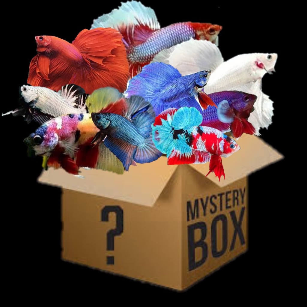 MISTERI BOX ikan cupan, dapat kan cupang nemo galaxy dan blue rime