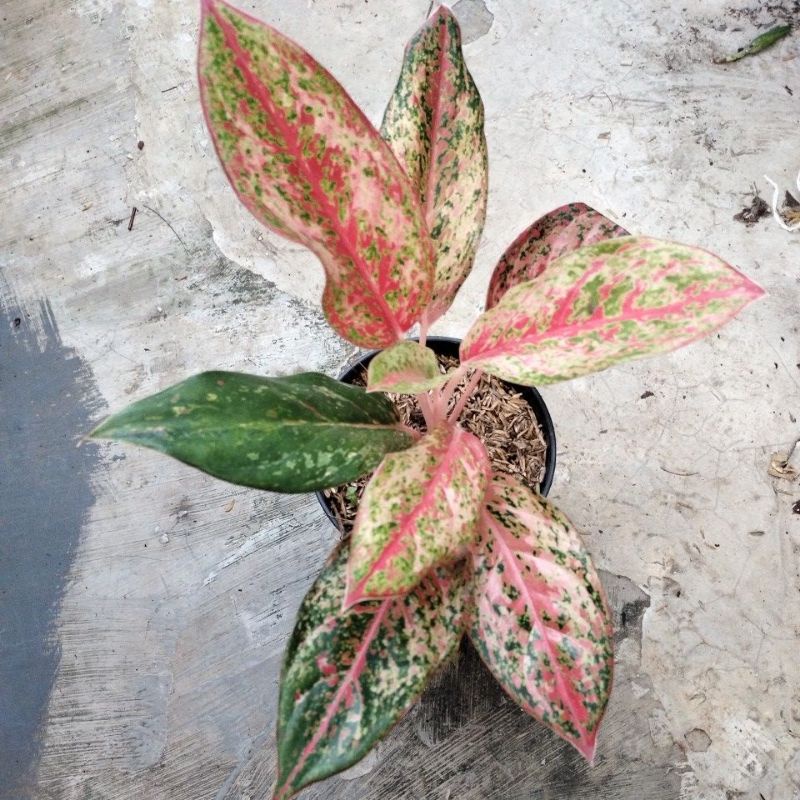 aglonema coconut delight