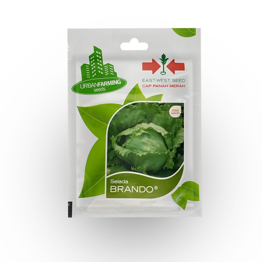 Benih Selada BRANDO Isi 2000 Seeds - Panah Merah