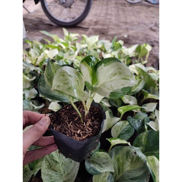 Bunga Sirih Gading Manjula Pothos Cantik Murah