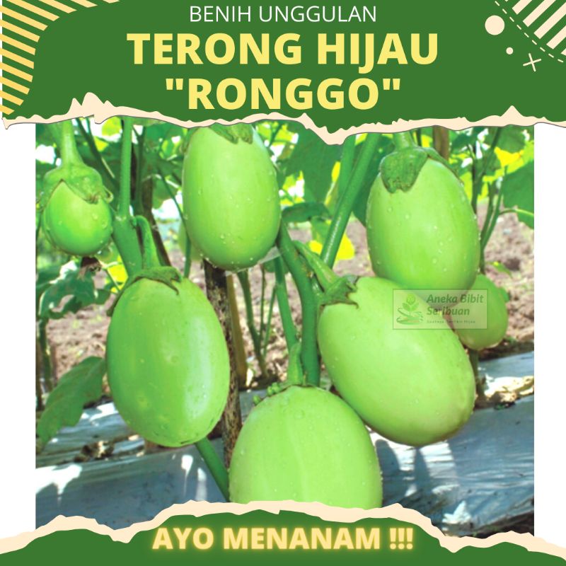 20 benih - Terong Hijau bulat &quot;Ronggo&quot;