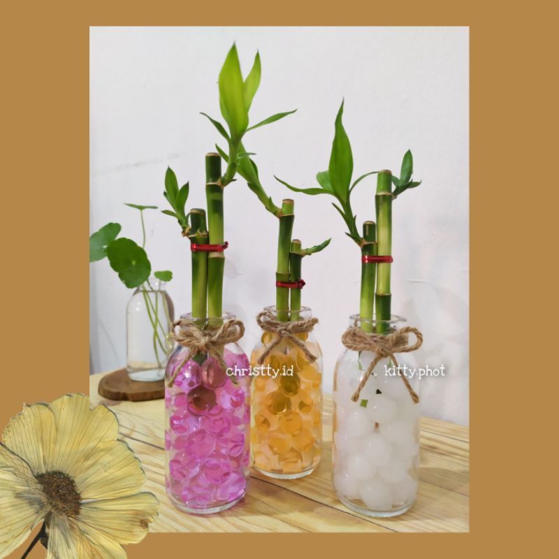 Moonmarket Souvenir Bambu Hoki Hidrogel / Lucky Bamboo