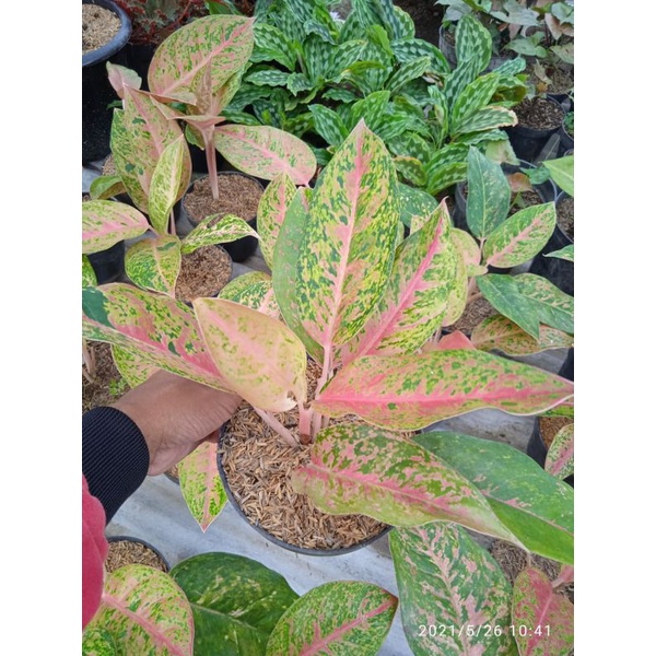 tanaman langka bunga aglonema lulaiwan bergaransi terjamin