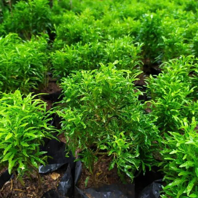 tanaman hias brokoli hijau - hias tanaman - tanaman brokoli hijau - brokoli - brokoli hijau