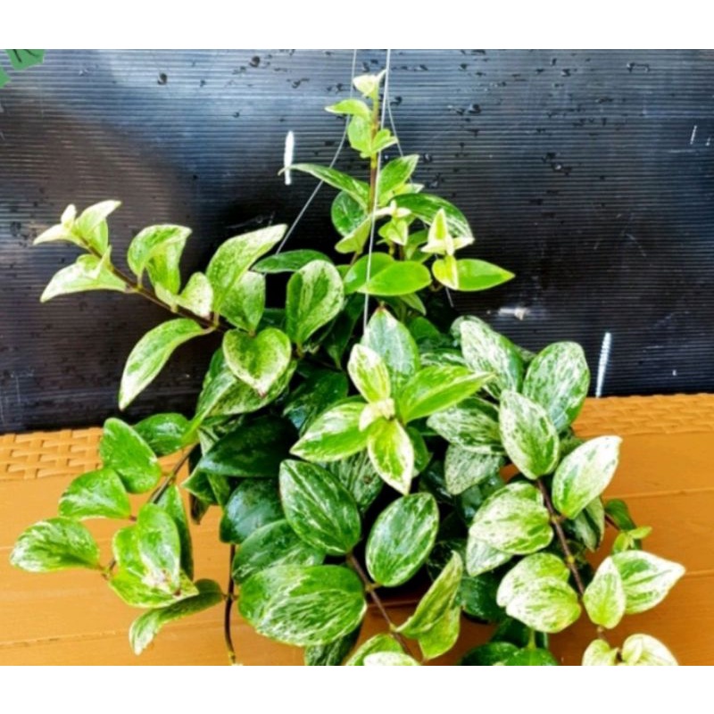 tanaman gantung lipstik bunga besar daun varigata