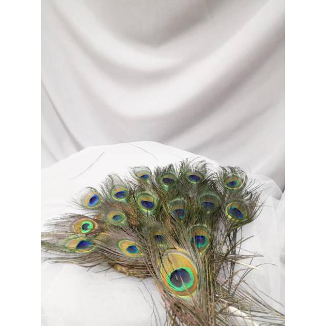 1010+ Gambar Burung Merak Asli Gratis