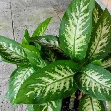 Tanaman hias sri rejeki - aglonema sri rejeki