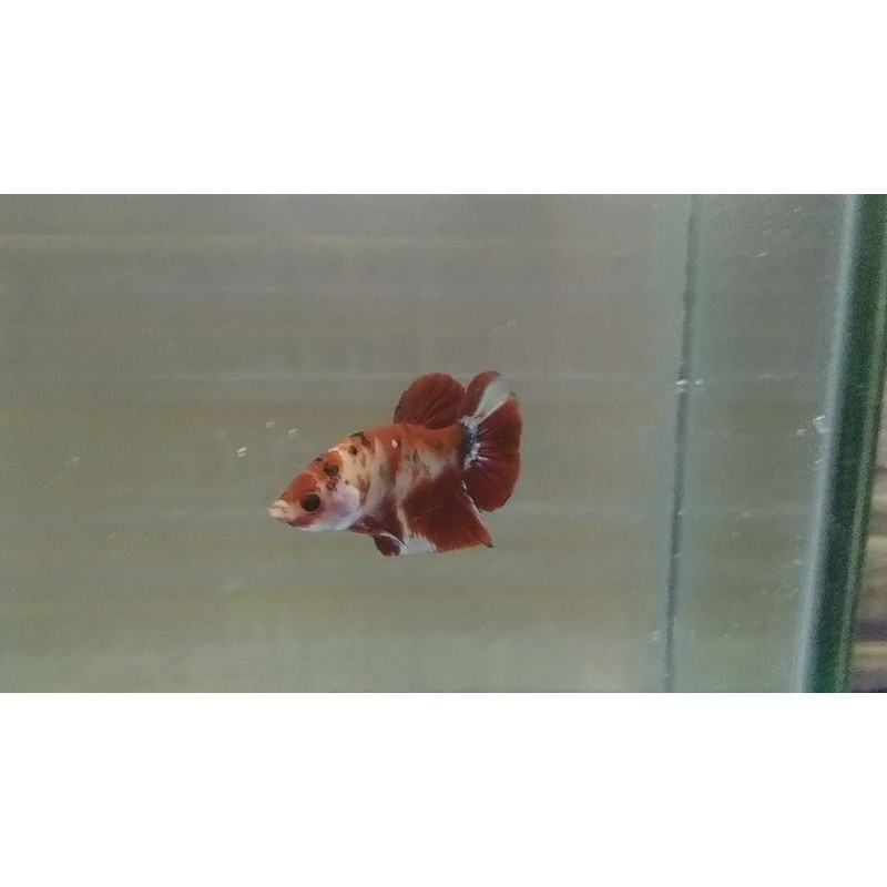 Betta Fish + Soliter