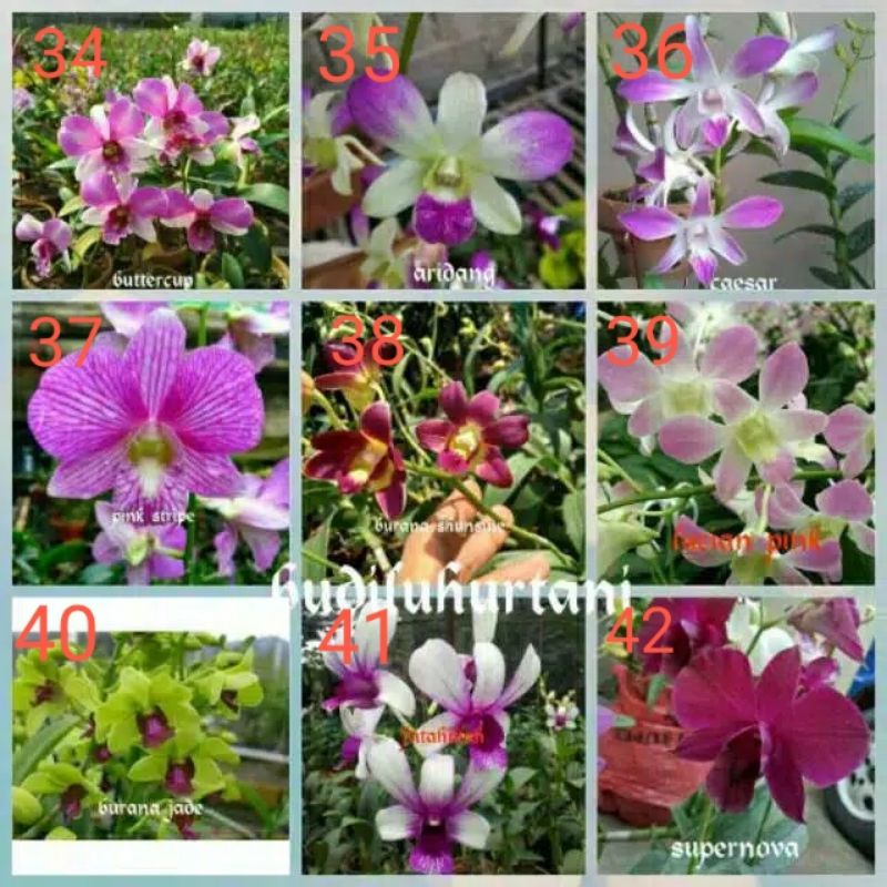 Anggrek dendro sedling - Seedling anggrek dendrobium bulat