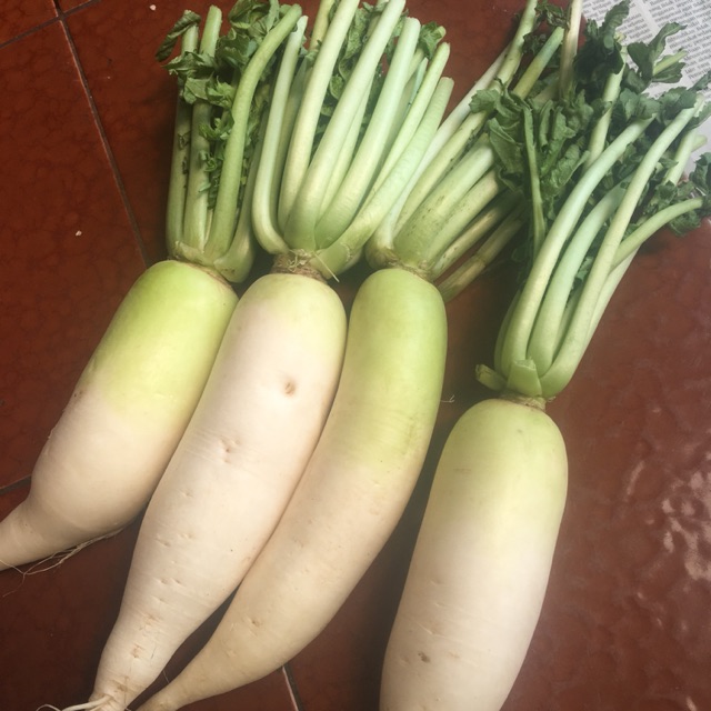

Lobak (500gram)