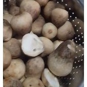 

jamur merang kancing