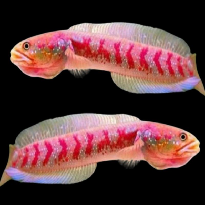 Channa Asiatica Red Stripe Grade A 4-7 Cm