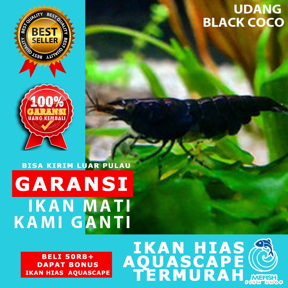Udang Aquascape / Udang Hias Aquascape / Udang Hias Aquarium - MEFISH_ID ( BLACK COCO )