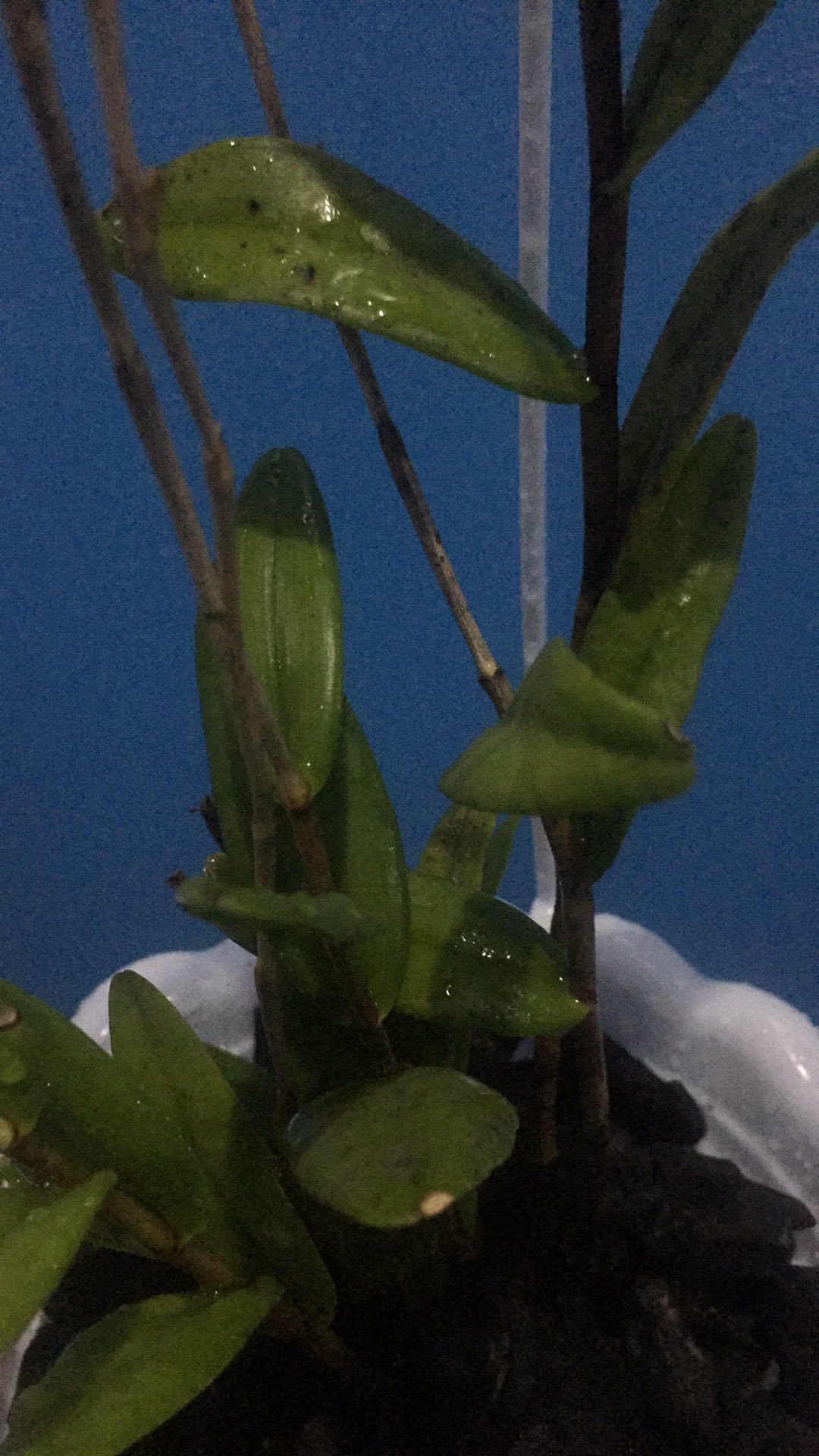 Angrek Dendrodium/merpati Remaja Siap Berbunga