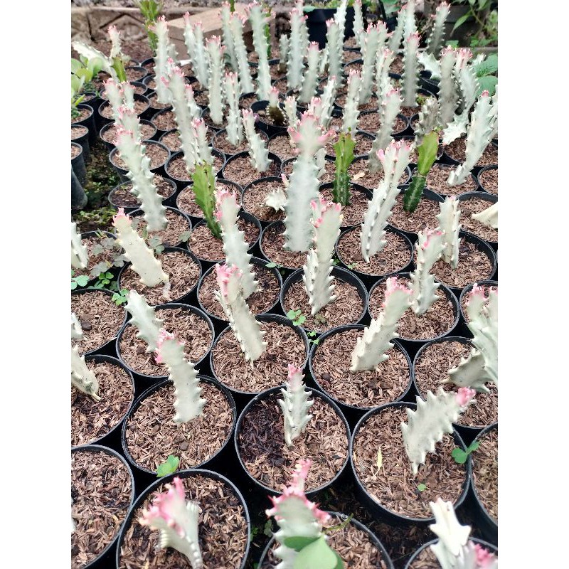 Euphorbia Lactea "White Ghost"
