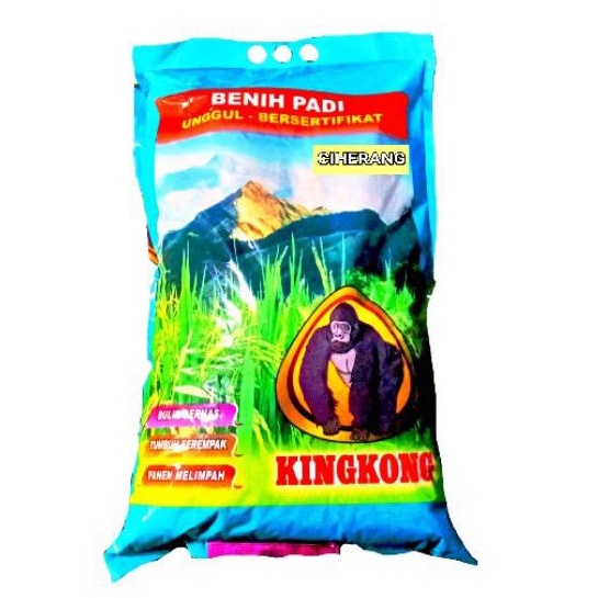 BENIH PADI CIHERANG KINGKONG