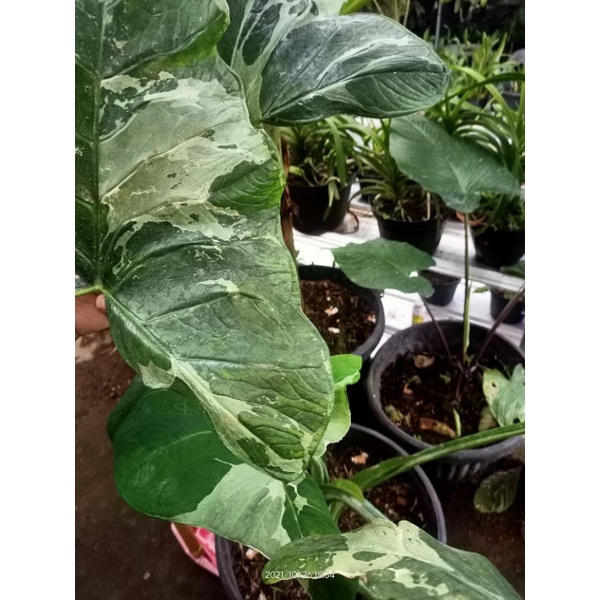 Xanthosoma Sagittifolium Variegata INDUKAN