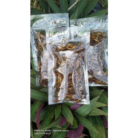 

belalang goreng utes/padi 50gram mantulll