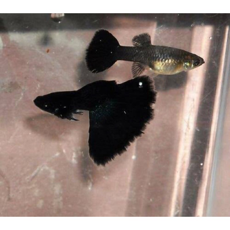 Ikan Guppy Black Moscow (sepasang)