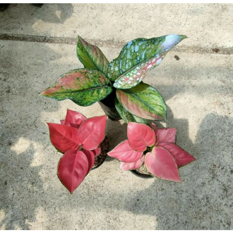 Bunga Aglonema Paket 3 jenis
