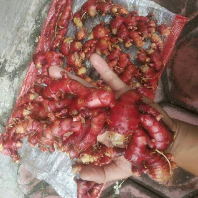 

Jahe Merah Fresh Bersih