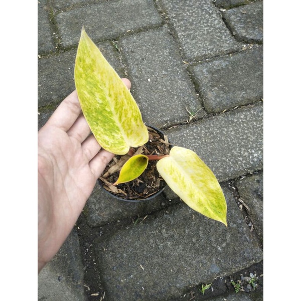 Philodendron Painted Lady