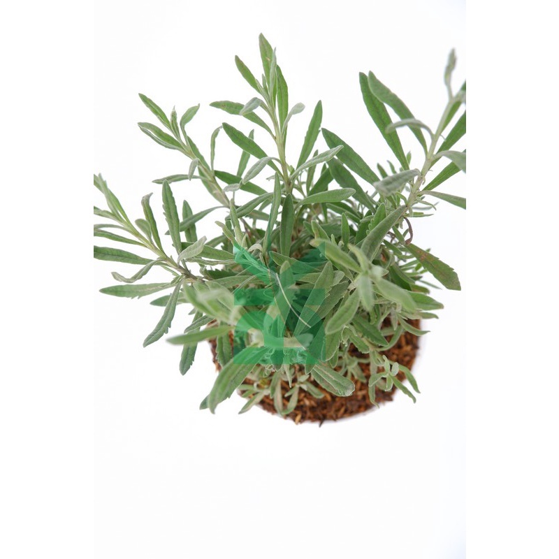Tanaman Lavender Gold Creek (Lavandula afficinalis syn. L. angustifolia )sudah berupa tanaman - BAKUL KEMBANG