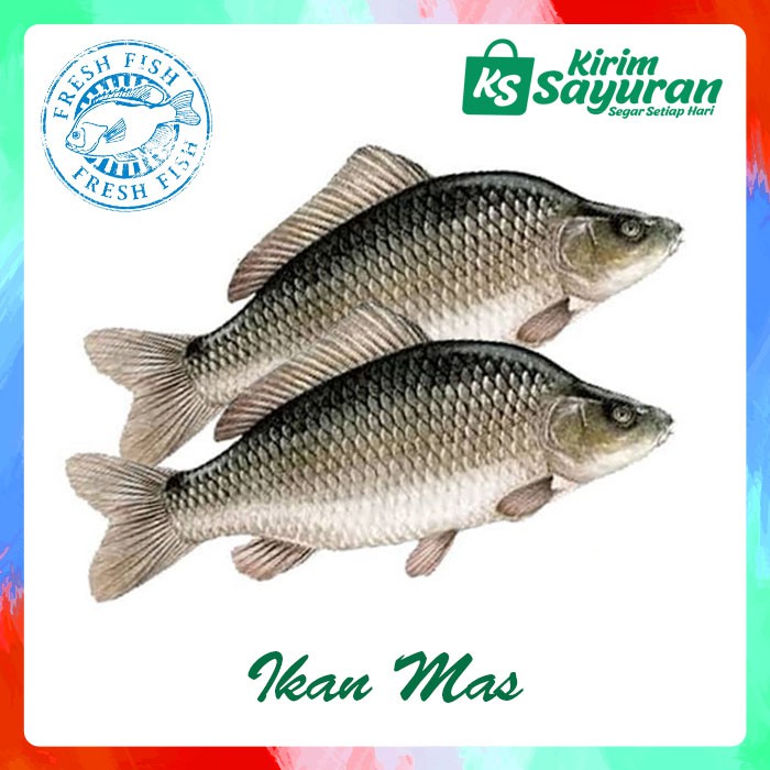 

Ikan Mas Segar (500 g)