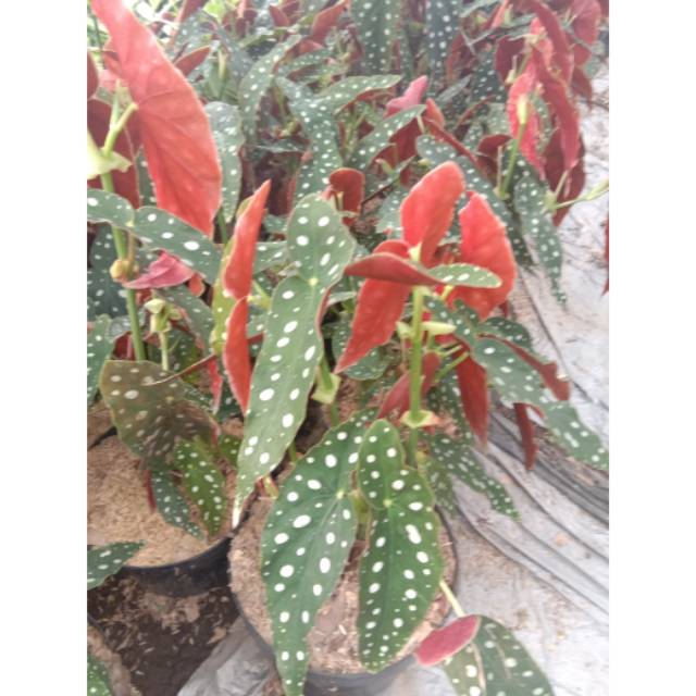 Tanaman hias begonia polkadot-begonia polkadot-begonia