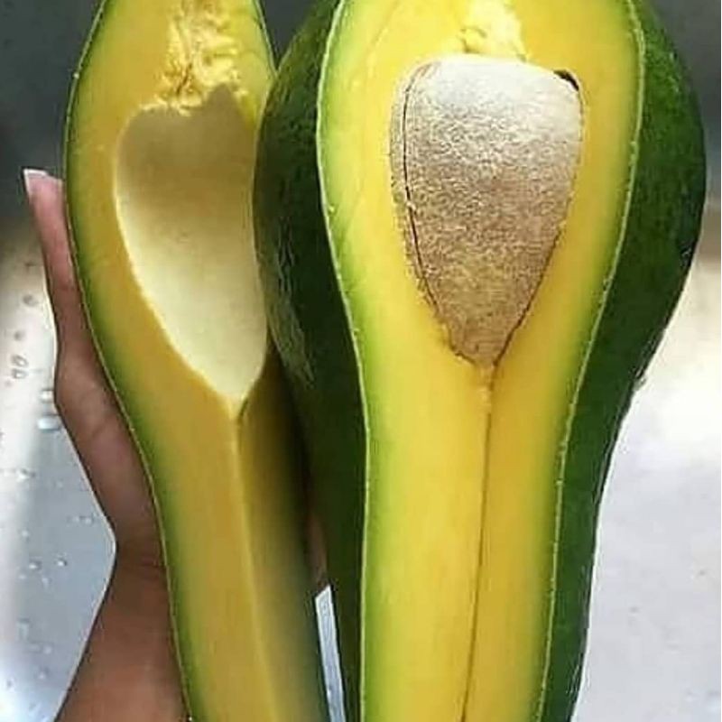 Bibit Alpukat ALIGATOR Jumbo bisa tanam di pot TABULAMPOT