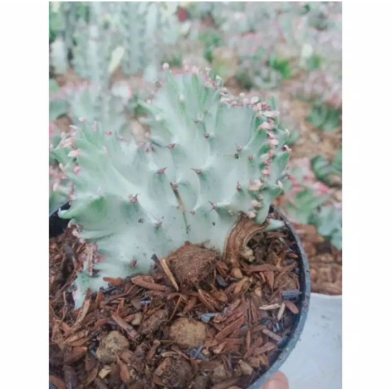 eforbia lactea putih