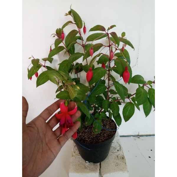 lampion bunga merah / bunga anting merah / bunga lampion merah (RIMBUN SIAP PAJANG)