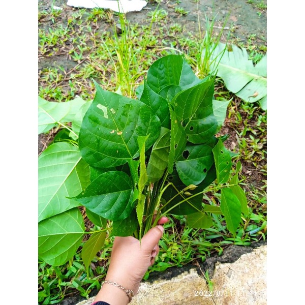 

daun dadap, obat demam 250 gr