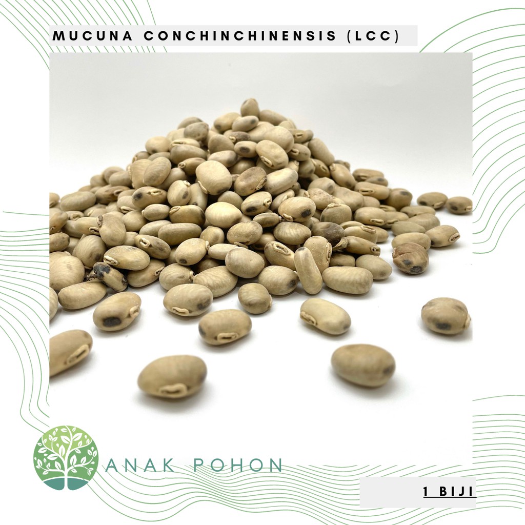 Benih Bibit Biji - Mucuna conchinchinensis (Mc) Legume Cover Crop - Menahan Erosi dan Mengatur Kesuburan Tanah