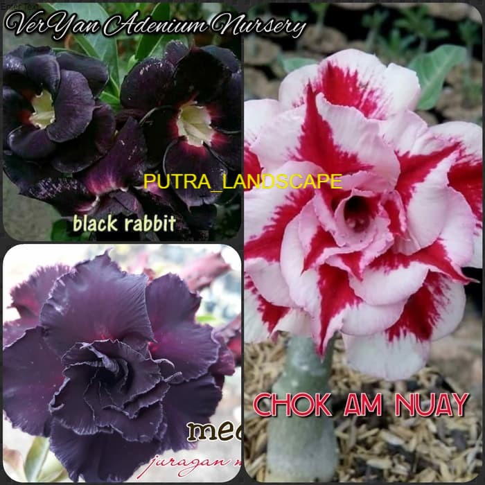 3 Paket Bibit Adenium Kamboja jepang-bibit bonsai-pohon kamboja