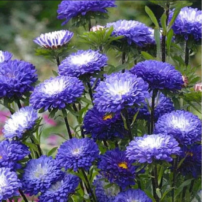 benih BUNGA ASTER BIRU blue aster isi 2 biji bibit tanaman