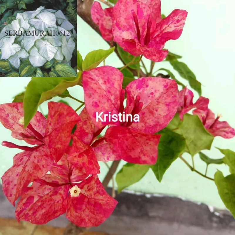Bibit Bougenville Kristina bibit tanaman hias bugenvil murah meriah -tanaman hidup-bunga hidup murah