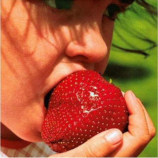 Bisa bayar di tempat - Stroberi Jumbo 10 biji bibit seed Benih Stroberi Jumbo Strowbery California Besar Bibit Buah Strawberry Giant Berry Unggul