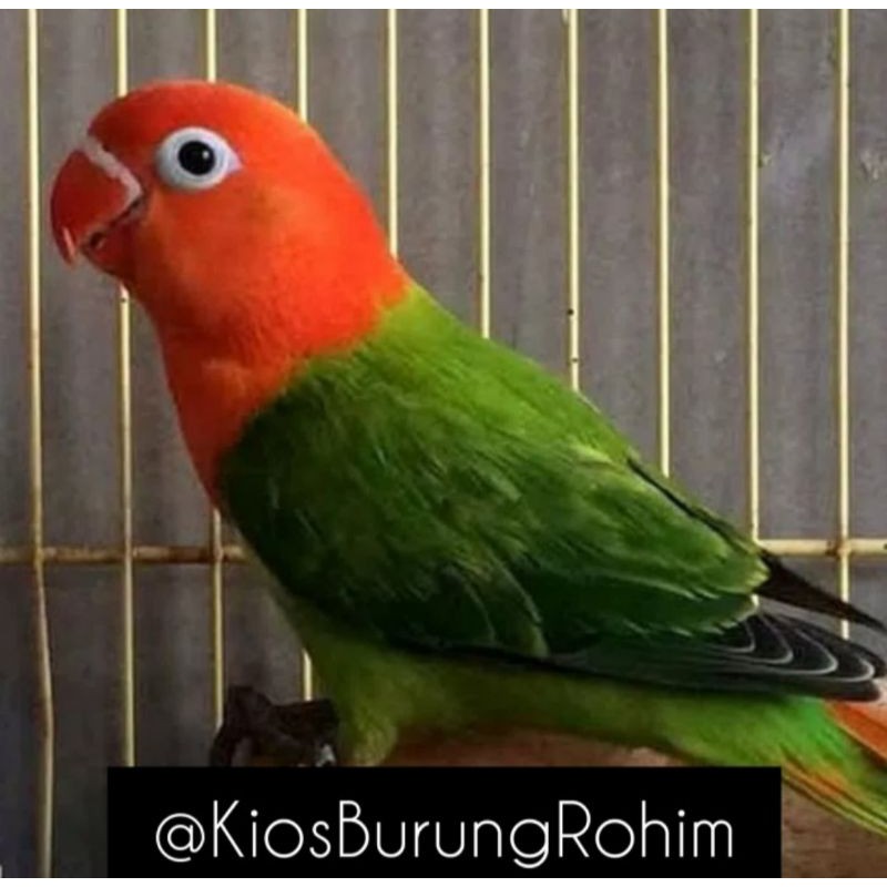 burung lovebird biola green jantan/betina paud dan dewasa