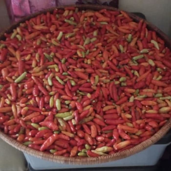 

Promo Terbatas - Cabe Rawit