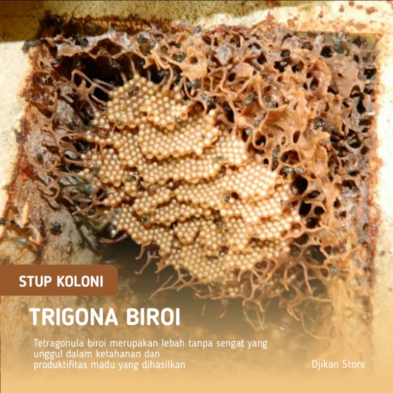 Bibit lebah trigona biroi / Klanceng biroi / kelulut biroi / Tetragonula Biroi