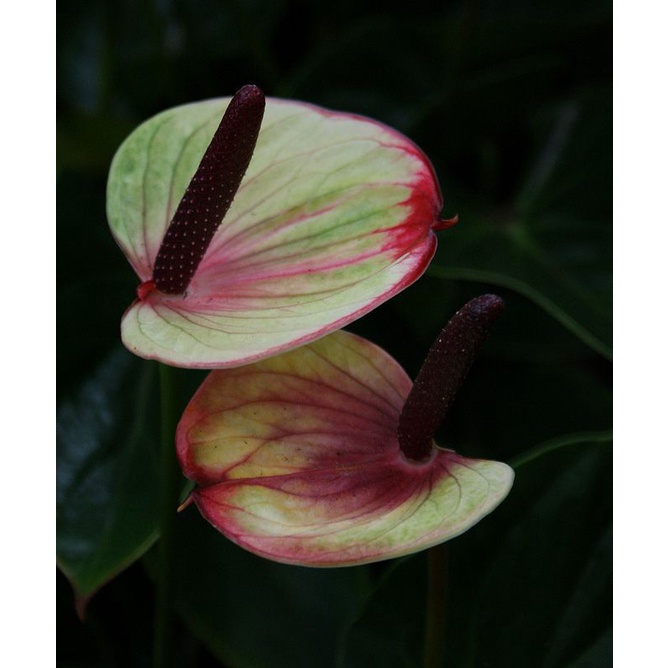 Tanaman hias hidup anthurium princess amalia sweetlips / tanaman hias hidup anthurium / bunga hidup 