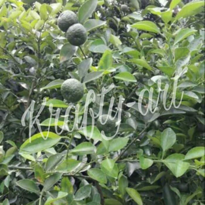 cll jeruk limau / jeruk limo / pohon jeruk limau
