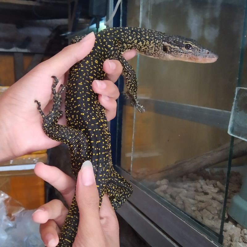 Varanus Indicus/Mangrove Monitor