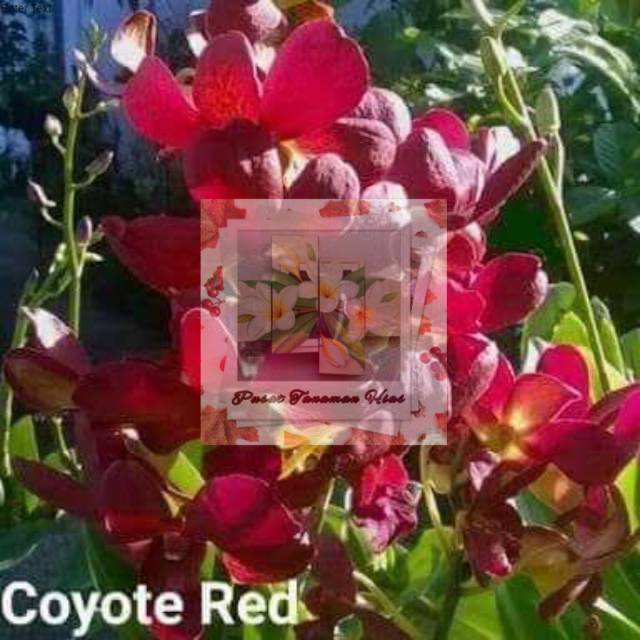Anggrek dendrobium coyote red